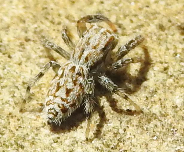 Salticidae da identificare